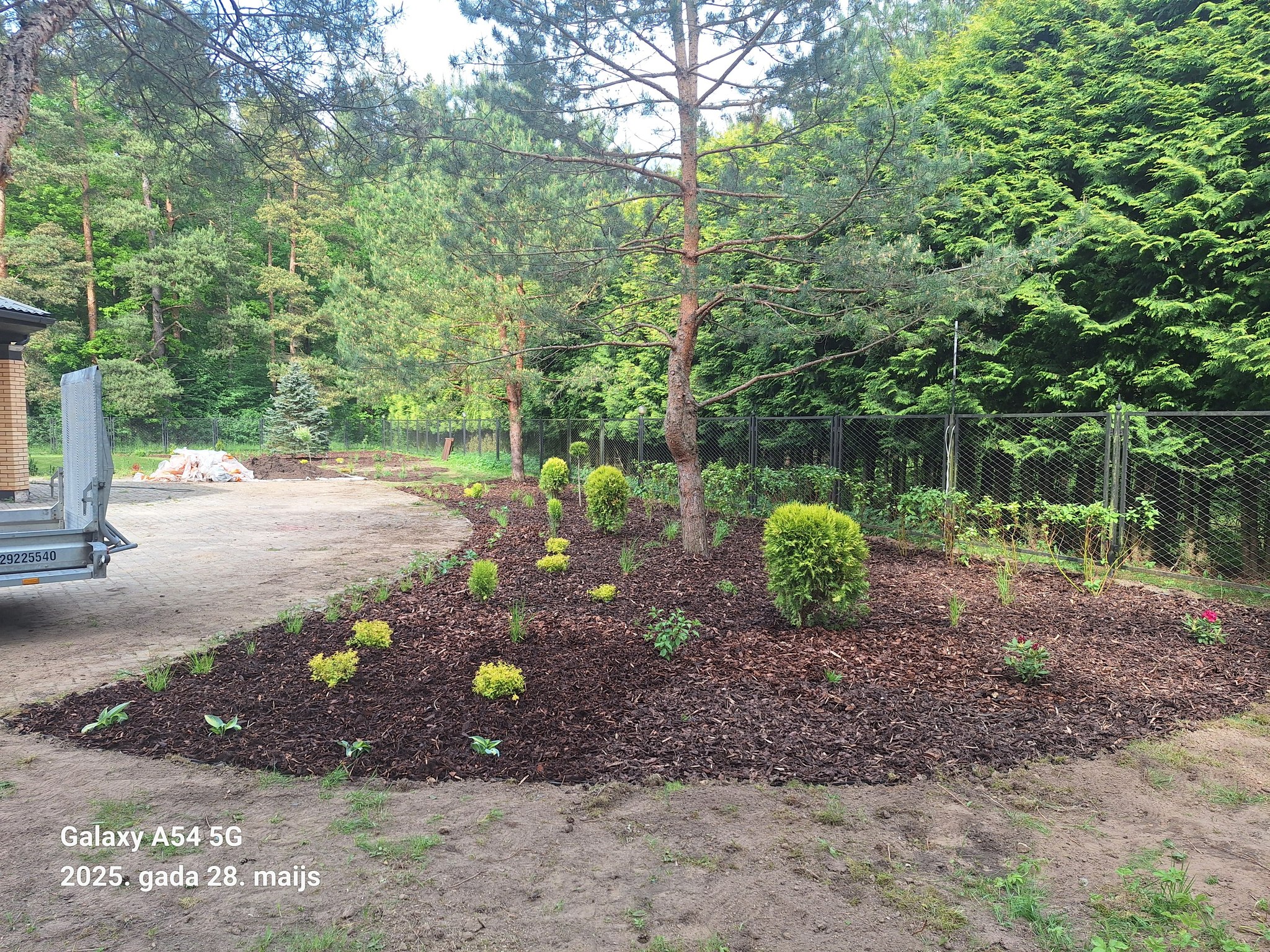 Ozolu vainagošana Ogrē pie privātmājas – koku veselības un drošības uzlabošana.